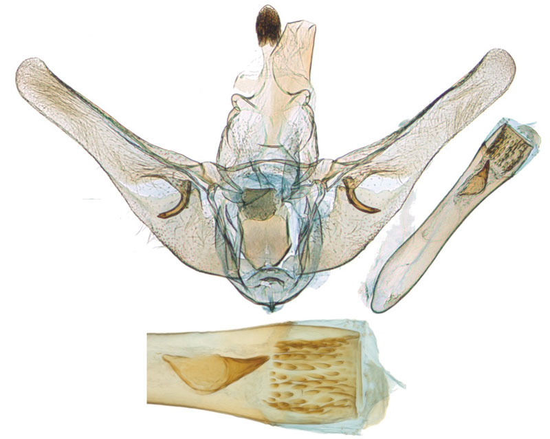 /filer/webapps/moths/media/images/K/kirinyaga_Udea_GMHT_NHMO.jpg