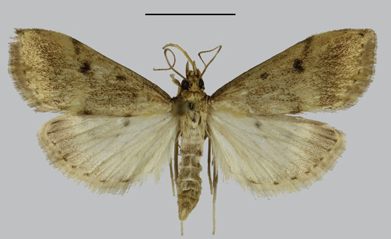 /filer/webapps/moths/media/images/K/kirinyaga_Udea_HT_NHMO.jpg