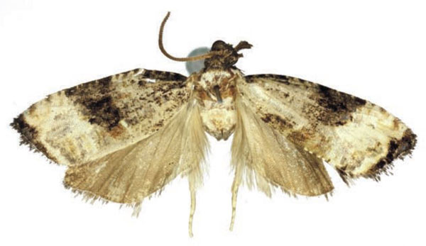 /filer/webapps/moths/media/images/K/kirunguana_Crimnologa_HT_RMCA.jpg