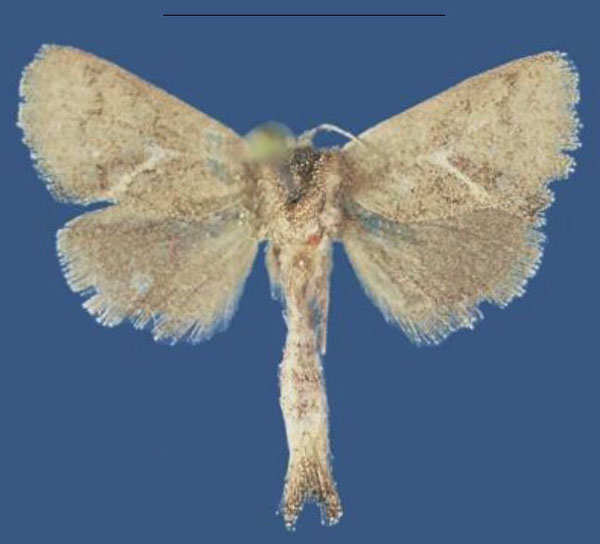 /filer/webapps/moths/media/images/K/kismayuensis_Kayamuhakaia_HT_ZSM.jpg