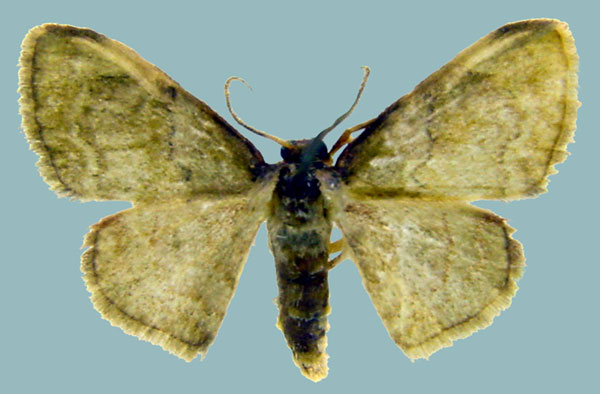 /filer/webapps/moths/media/images/K/kisubensis_Isoplenodia_AM_ZSMa.jpg
