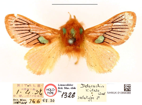 /filer/webapps/moths/media/images/K/kitale_Delorhachis_HT_BMNH_agTbOv5.jpg