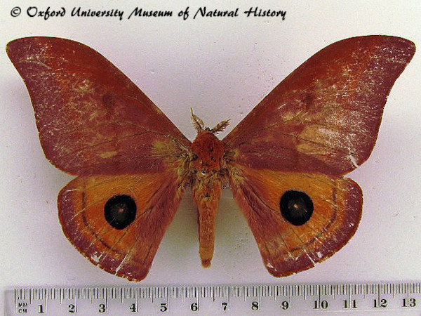 /filer/webapps/moths/media/images/K/kitalei_Cinabra_A_OUMNH.jpg