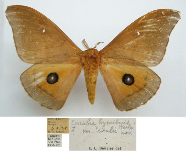 /filer/webapps/moths/media/images/K/kitalei_Cinabra_HT_NHMUKa.jpg