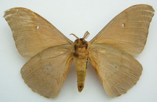 /filer/webapps/moths/media/images/K/kitalei_Cinabra_HT_NHMUKb.jpg