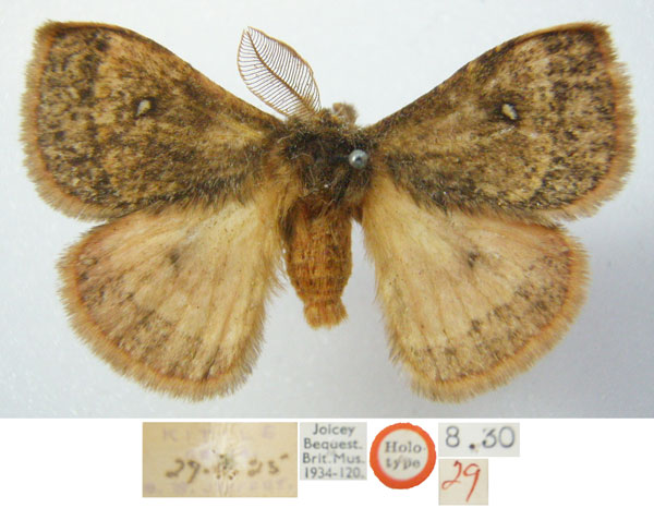 /filer/webapps/moths/media/images/K/kitalina_Decachorda_HT_NHMUKa.jpg