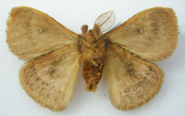 /filer/webapps/moths/media/images/K/kitalina_Decachorda_HT_NHMUKb.jpg