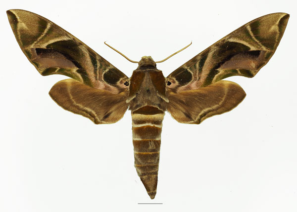 /filer/webapps/moths/media/images/K/kitchingi_Daphnis_AF_Basquina.jpg