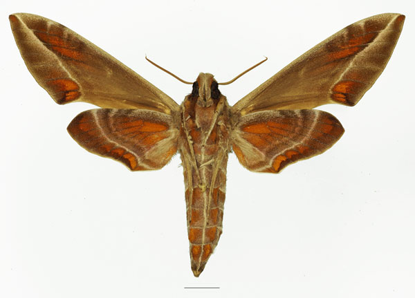 /filer/webapps/moths/media/images/K/kitchingi_Daphnis_AF_Basquinb.jpg