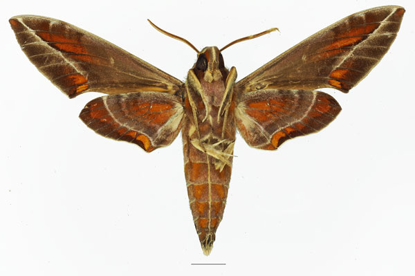 /filer/webapps/moths/media/images/K/kitchingi_Daphnis_AM_Basquinb.jpg