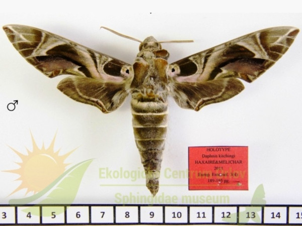 /filer/webapps/moths/media/images/K/kitchingi_Daphnis_HTM_SMCR.jpg