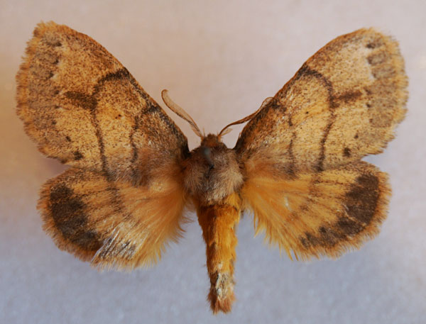 /filer/webapps/moths/media/images/K/kittenbergeri_Philotherma_AF_Stroehle_01.jpg