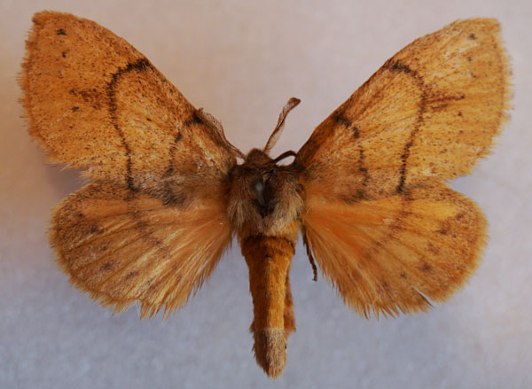 /filer/webapps/moths/media/images/K/kittenbergeri_Philotherma_AF_Stroehle_02.jpg