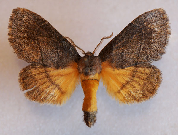 /filer/webapps/moths/media/images/K/kittenbergeri_Philotherma_AF_Stroehle_03.jpg