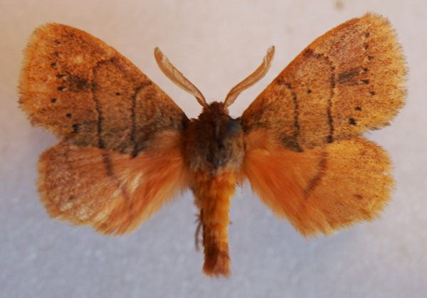 /filer/webapps/moths/media/images/K/kittenbergeri_Philotherma_AM_Stroehle_01.jpg