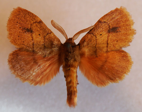 /filer/webapps/moths/media/images/K/kittenbergeri_Philotherma_AM_Stroehle_03.jpg