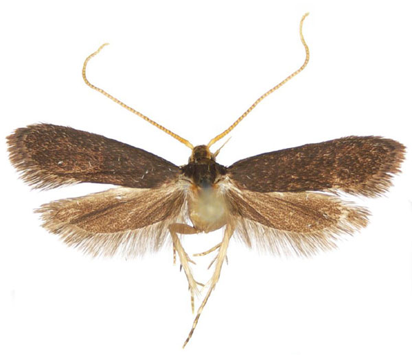 /filer/webapps/moths/media/images/K/kitulangaroensis_Lecithocera_HT_NHMO.jpg
