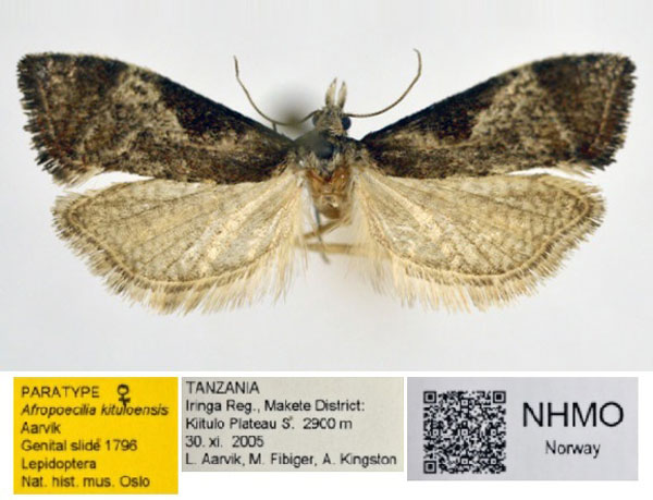 /filer/webapps/moths/media/images/K/kituloensis_Afropoecilia_PT_NHMO_01.jpg