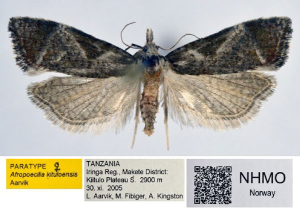 /filer/webapps/moths/media/images/K/kituloensis_Afropoecilia_PT_NHMO_02.jpg