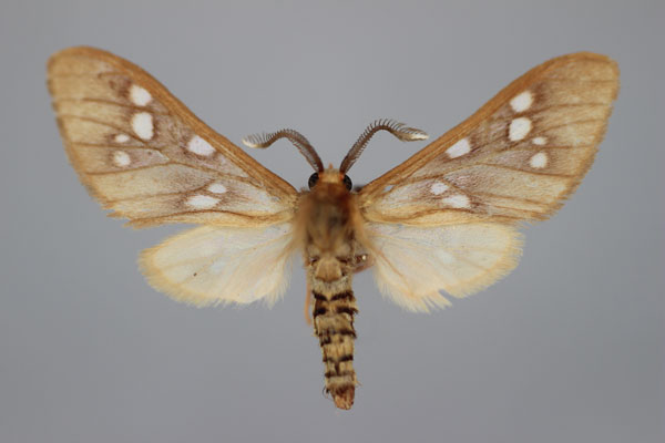 /filer/webapps/moths/media/images/K/kivensis_Pseudothyretes_A_BMNH.jpg