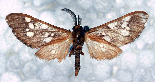 /filer/webapps/moths/media/images/K/kivensis_Pseudothyretes_PT_RBINS_01.jpg