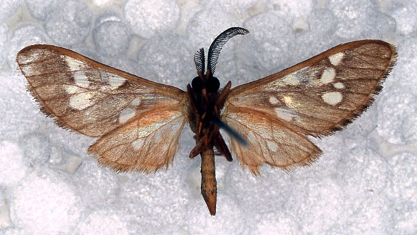/filer/webapps/moths/media/images/K/kivensis_Pseudothyretes_PT_RBINS_02.jpg