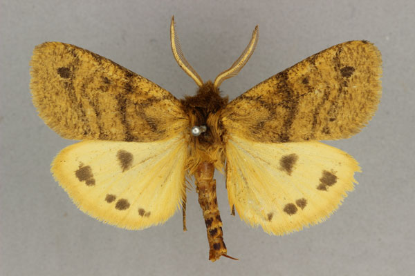 /filer/webapps/moths/media/images/K/kivuensis_Carcinarctia_AM_BMNH.jpg