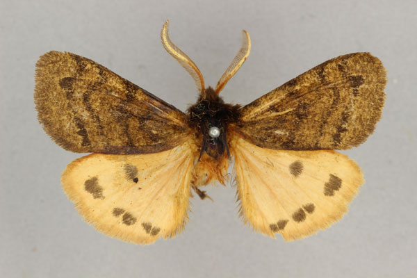 /filer/webapps/moths/media/images/K/kivuensis_Carcinarctia_HT_BMNH.jpg