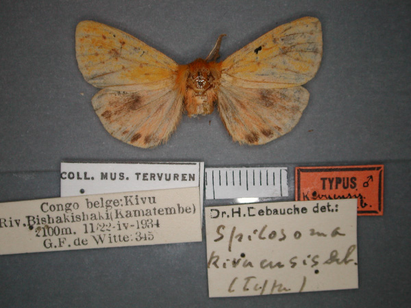 /filer/webapps/moths/media/images/K/kivuensis_Carcinarctia_HT_RMCA_01.jpg