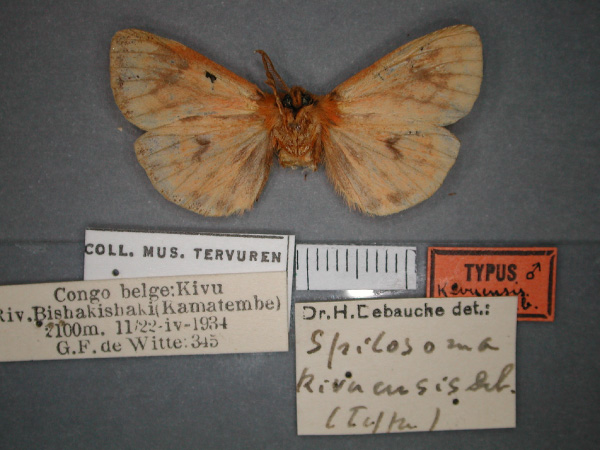/filer/webapps/moths/media/images/K/kivuensis_Carcinarctia_HT_RMCA_02.jpg