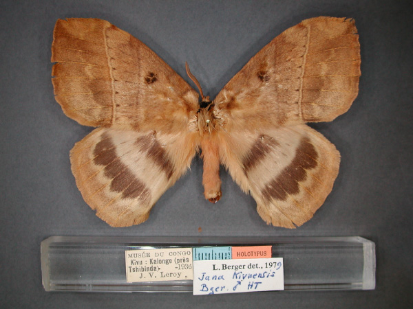 /filer/webapps/moths/media/images/K/kivuensis_Jana-HT_RMCA_01.jpg