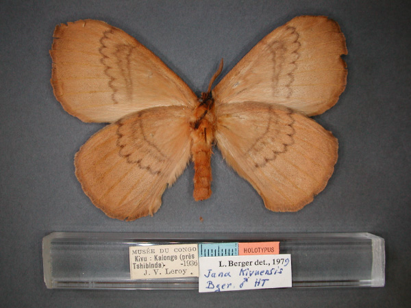 /filer/webapps/moths/media/images/K/kivuensis_Jana-HT_RMCA_02.jpg