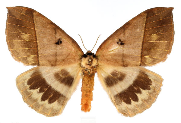 /filer/webapps/moths/media/images/K/kivuensis_Jana_AF_Basquin.jpg