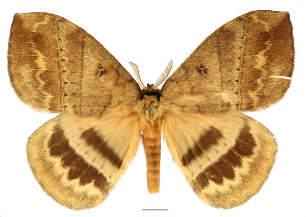 /filer/webapps/moths/media/images/K/kivuensis_Jana_AM_Basquin.jpg