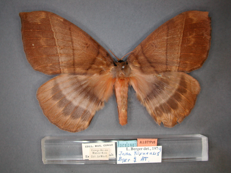 /filer/webapps/moths/media/images/K/kivuensis_Jana_AT_RMCA_01.jpg