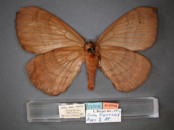 /filer/webapps/moths/media/images/K/kivuensis_Jana_AT_RMCA_02.jpg