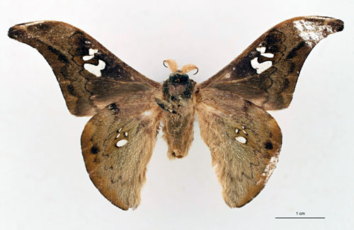/filer/webapps/moths/media/images/K/kivuensis_Orthogonioptilum_HT_RBINS_02.jpg