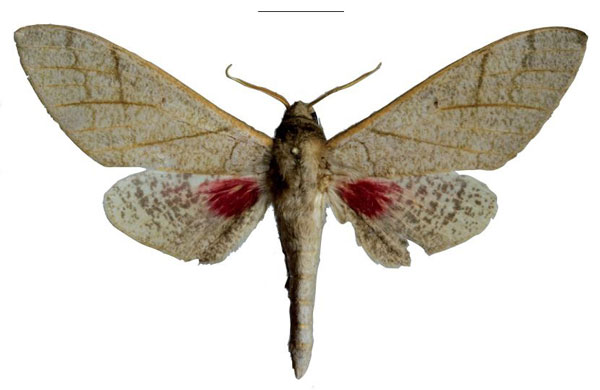 /filer/webapps/moths/media/images/K/kleineri_Neoclanis_HT_EMEMa.jpg