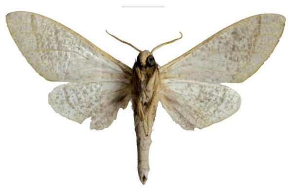 /filer/webapps/moths/media/images/K/kleineri_Neoclanis_HT_EMEMb.jpg