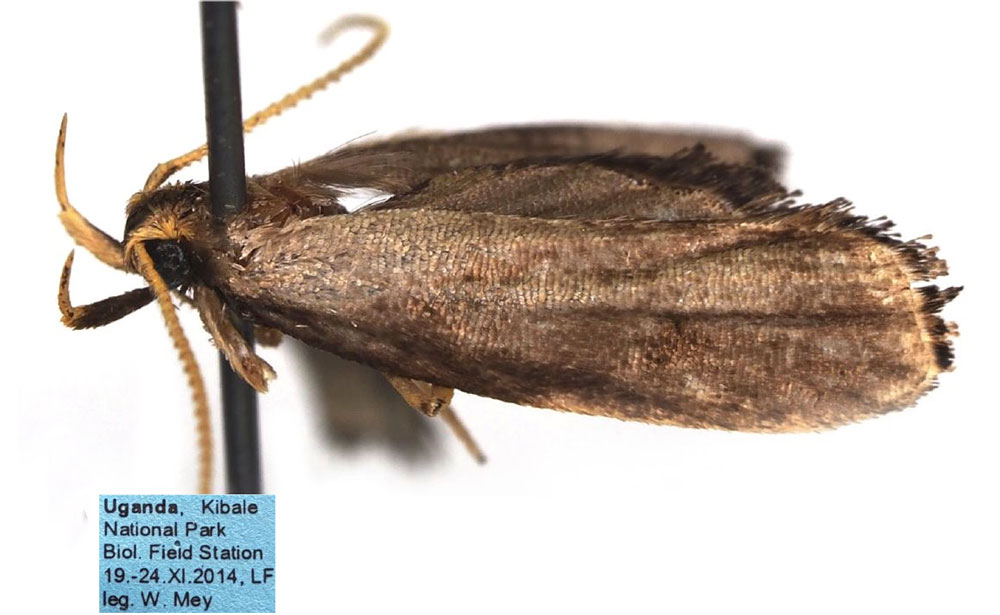 /filer/webapps/moths/media/images/K/klenodes_Thubdora_HT_ZMHB.jpg