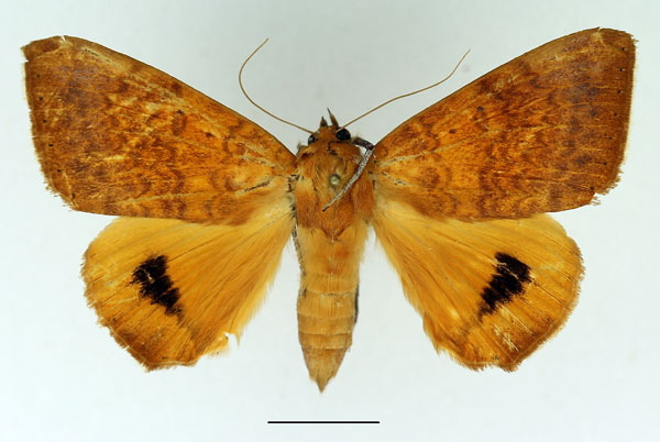 /filer/webapps/moths/media/images/K/klugii_Achaea_AF_Basquin.jpg