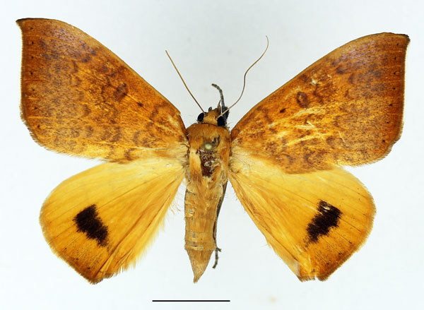 /filer/webapps/moths/media/images/K/klugii_Achaea_AF_Basquin_02.jpg