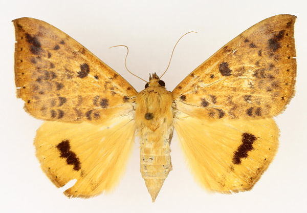 /filer/webapps/moths/media/images/K/klugii_Achaea_AF_TMSA_01.jpg