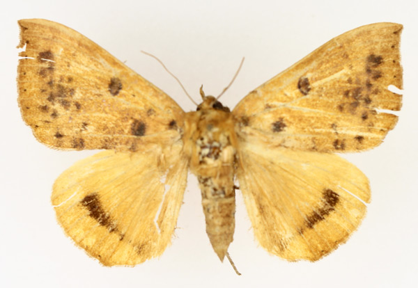 /filer/webapps/moths/media/images/K/klugii_Achaea_AF_TMSA_02.jpg