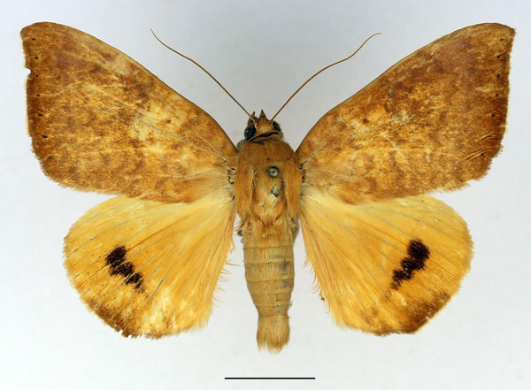 /filer/webapps/moths/media/images/K/klugii_Achaea_AM_Basquin.jpg