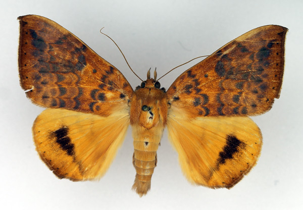 /filer/webapps/moths/media/images/K/klugii_Achaea_AM_Legrain.jpg