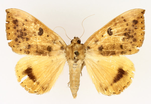 /filer/webapps/moths/media/images/K/klugii_Achaea_AM_TMSA.jpg
