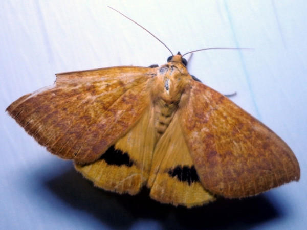 /filer/webapps/moths/media/images/K/klugii_Achaea_A_Ajibade.JPG