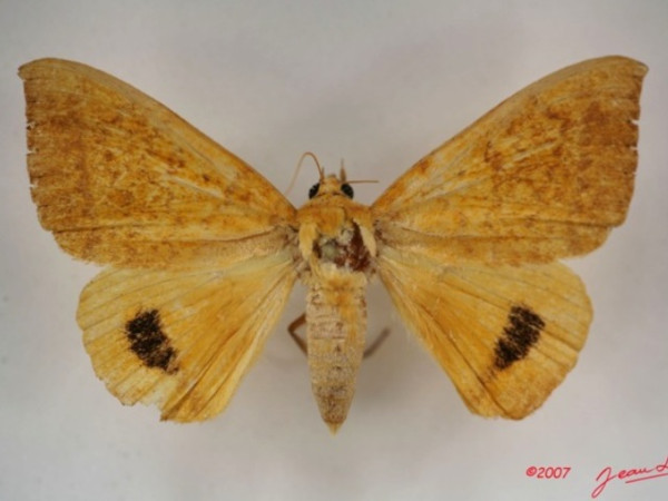 /filer/webapps/moths/media/images/K/klugii_Achaea_A_Albert.JPG