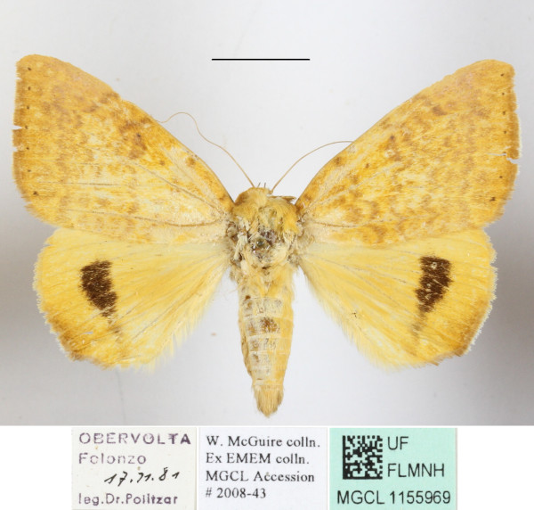 /filer/webapps/moths/media/images/K/klugii_Achaea_A_MGCLa_01.JPG